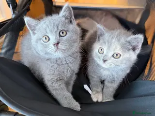British Shorthair cats British Shorthair Kittens – Ready Now 🐾 - Advert 1