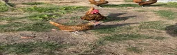 Chickens poultry for sale: Gold sebrights breeding pairs - Advert 4