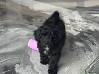 Aussiedoodle dogs Beautiful MINI AussieDoodle Male Pup 💙💙 - Advert 1