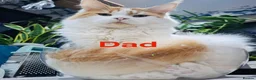 Maine Coon cats for sale: Full pedigree Maine Coon boy - Advert 7