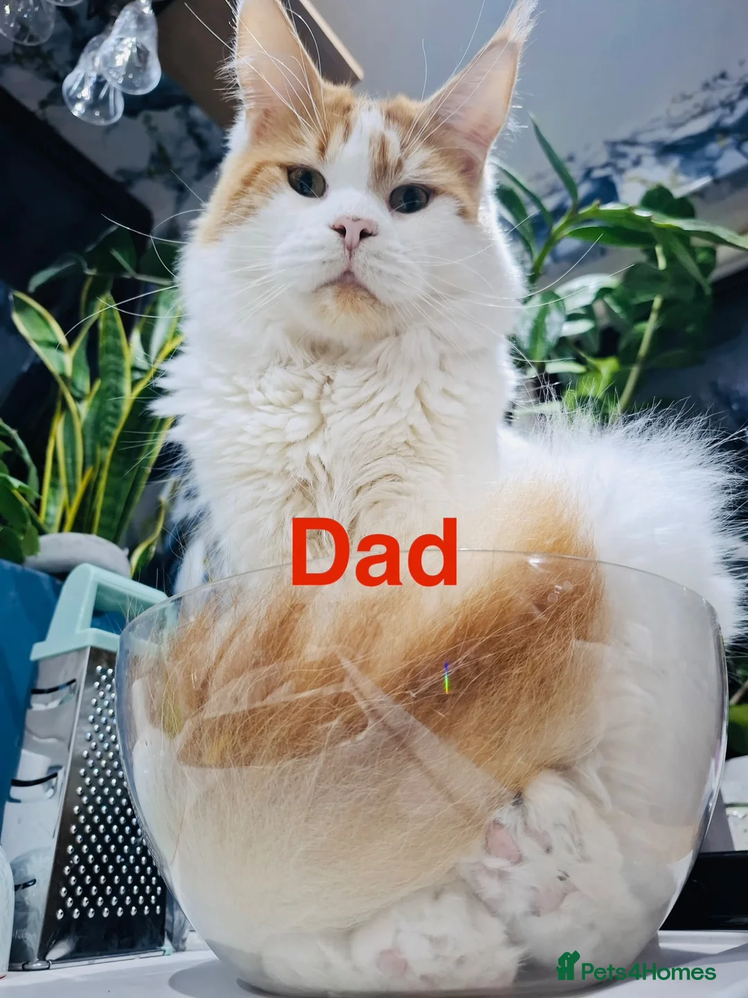 Maine Coon cats for sale: Full pedigree Maine Coon boy - Advert 7