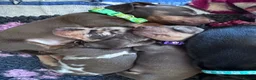 Miniature Dachshund dogs for sale: KC pedigree Mini Dachshund puppies - Advert 8