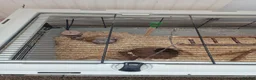 Gerbil rodents for sale: X 2 gerbals  in Bridport - Advert 3