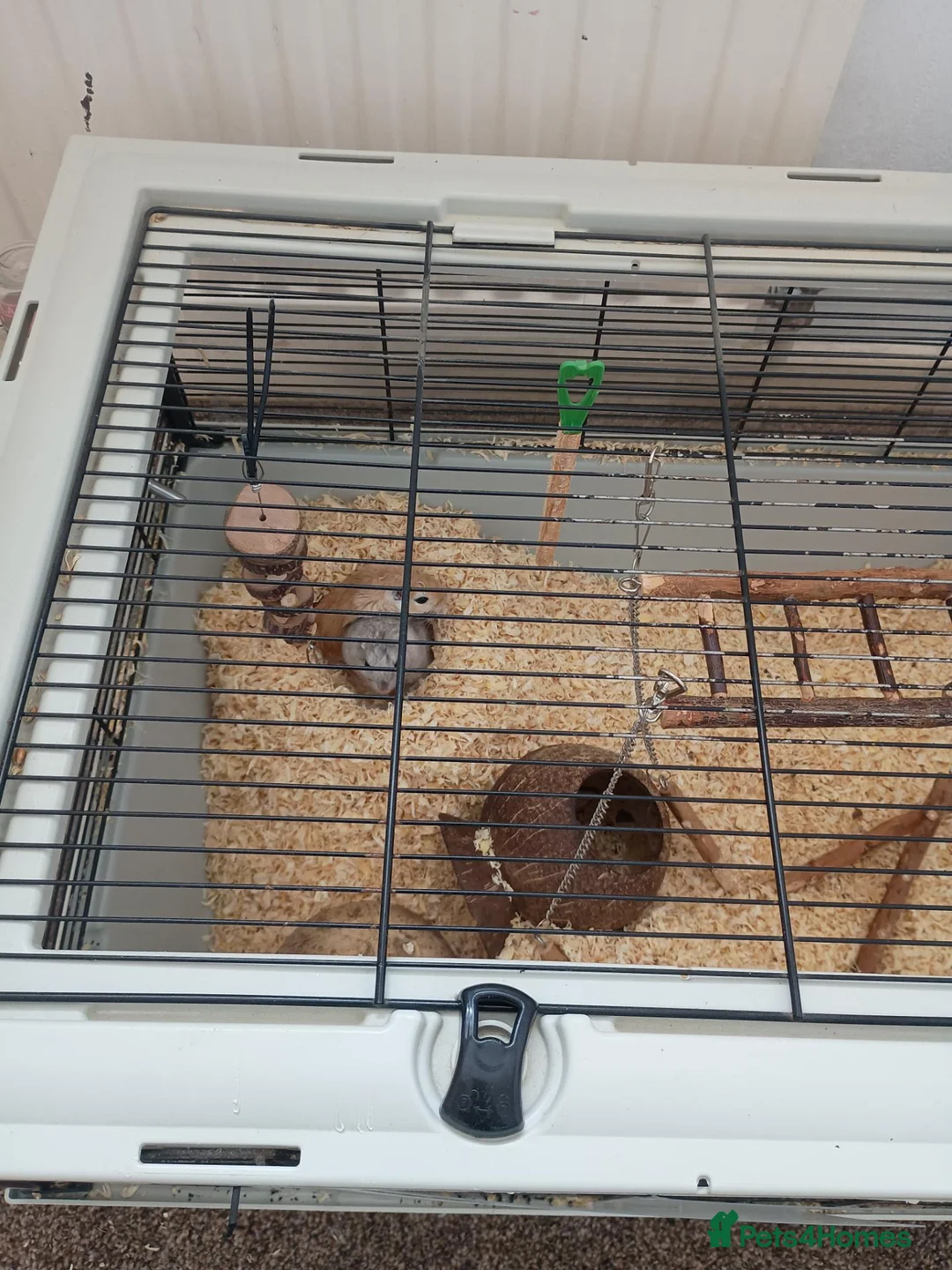 Gerbil rodents for sale: X 2 gerbals  in Bridport - Advert 3