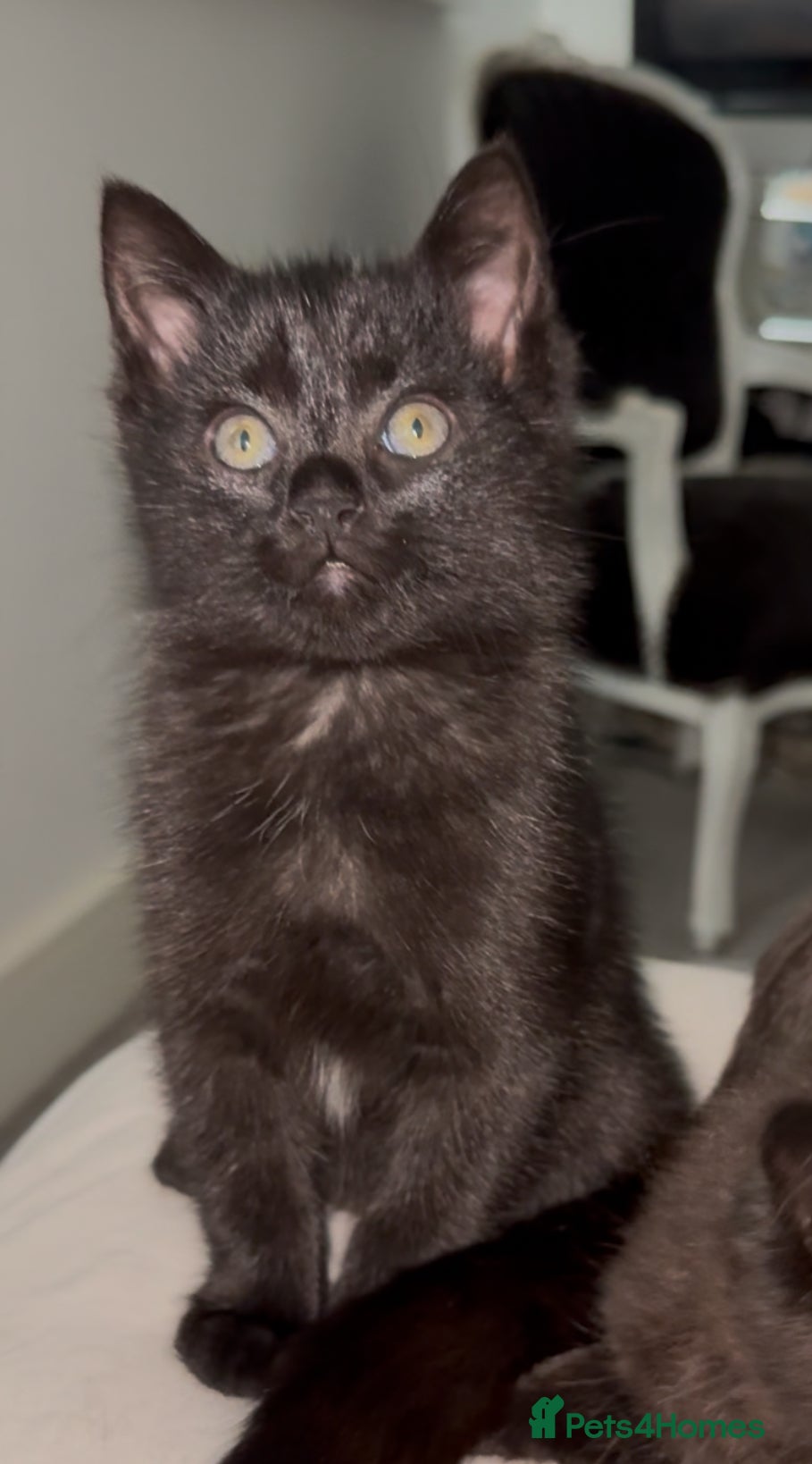 Ragdoll cats REDUCED!!! Beautiful RAGDOLL X KITTENS  - Advert 2