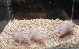 Rat rodents for sale: Baby Dumbo Rats , Furred , Rex , Naked  - Image 13