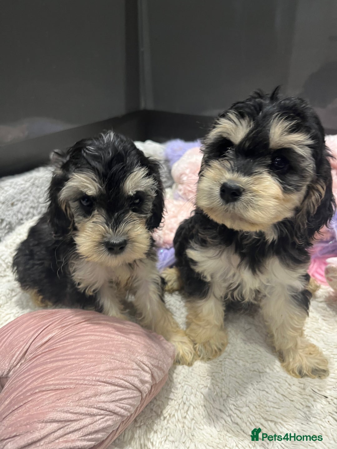 Cockapoo dogs for sale: Beautiful F1 Cockapoo puppies  - Image 26
