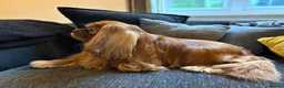 Cavalier King Charles Spaniel dogs for stud: KC Reg Health Tested Proven Cavalier King Charles - Advert 3