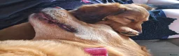 Miniature Dachshund dogs for sale: 🎉REDUCED🎉 1 GIRL RTG! Longhair Mini Dachshund - Advert 4