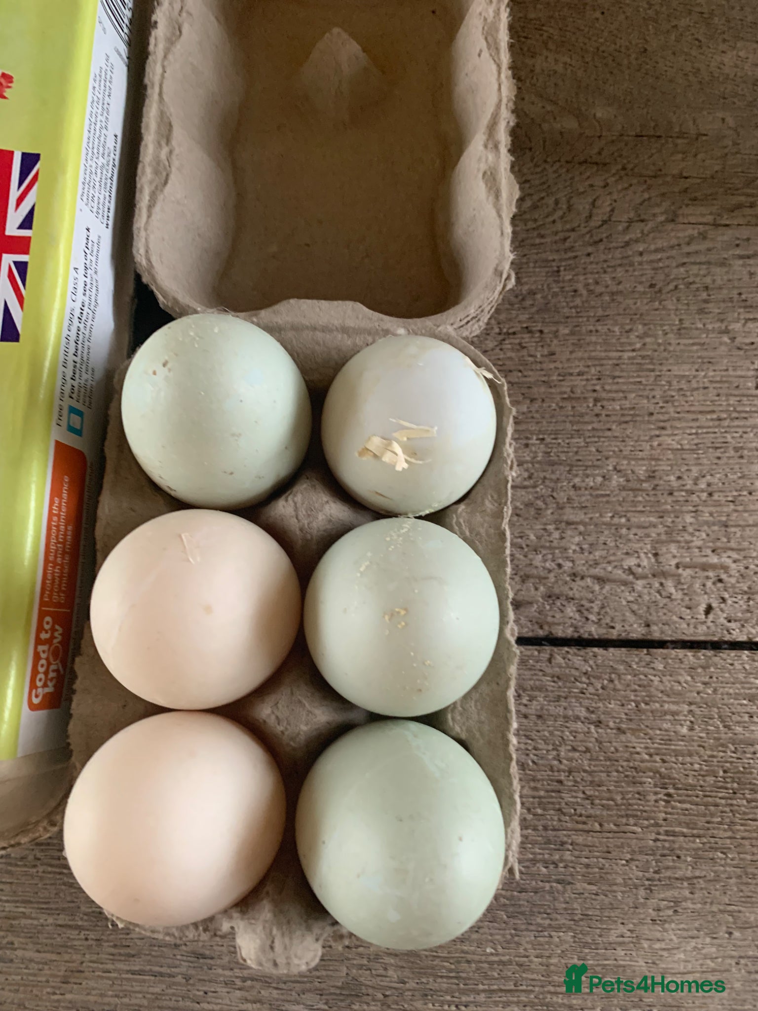 Ducks poultry Fertile runner duck hatching  eggs - Advert 6