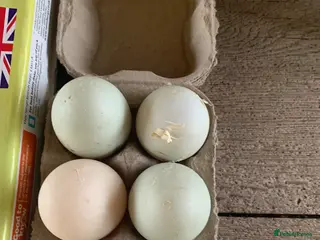 Ducks poultry Fertile runner duck hatching eggs - Advert 4