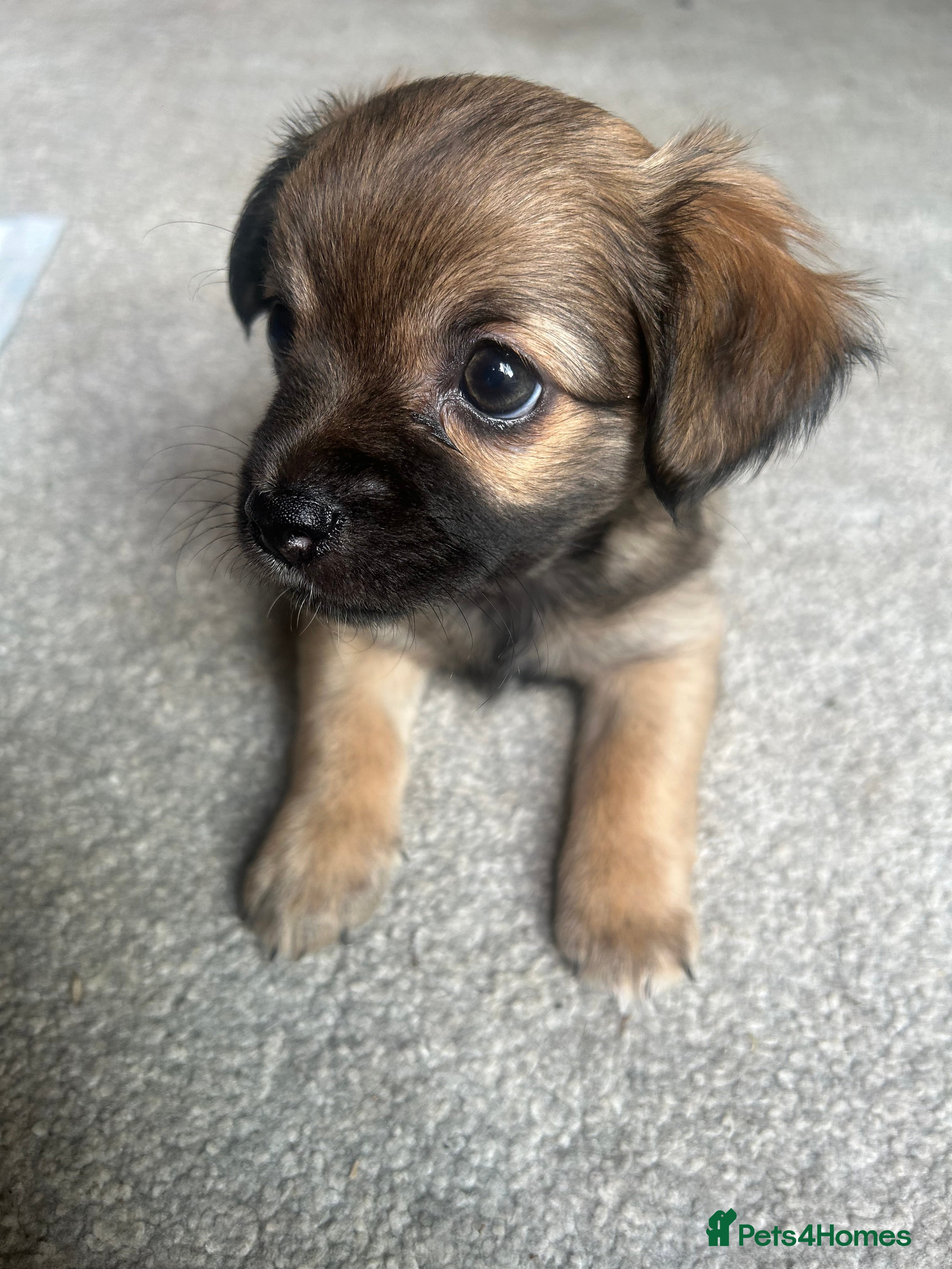 Chorkie dogs Outstanding Chorkie Puppies 🐶  - Advert 2