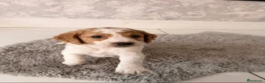 Cockapoo Puppy 1