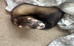 Ferret rodents for sale: 2 hob ferrets for sale - Image 1