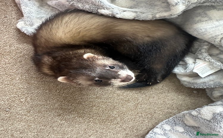 Ferret rodents - Advert 6