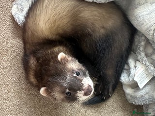 Ferret rodents - Advert 4