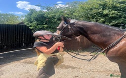 Welsh Section D horses for sale: Welsh section D gelding STAR for sale bay 13.2h - Image 3