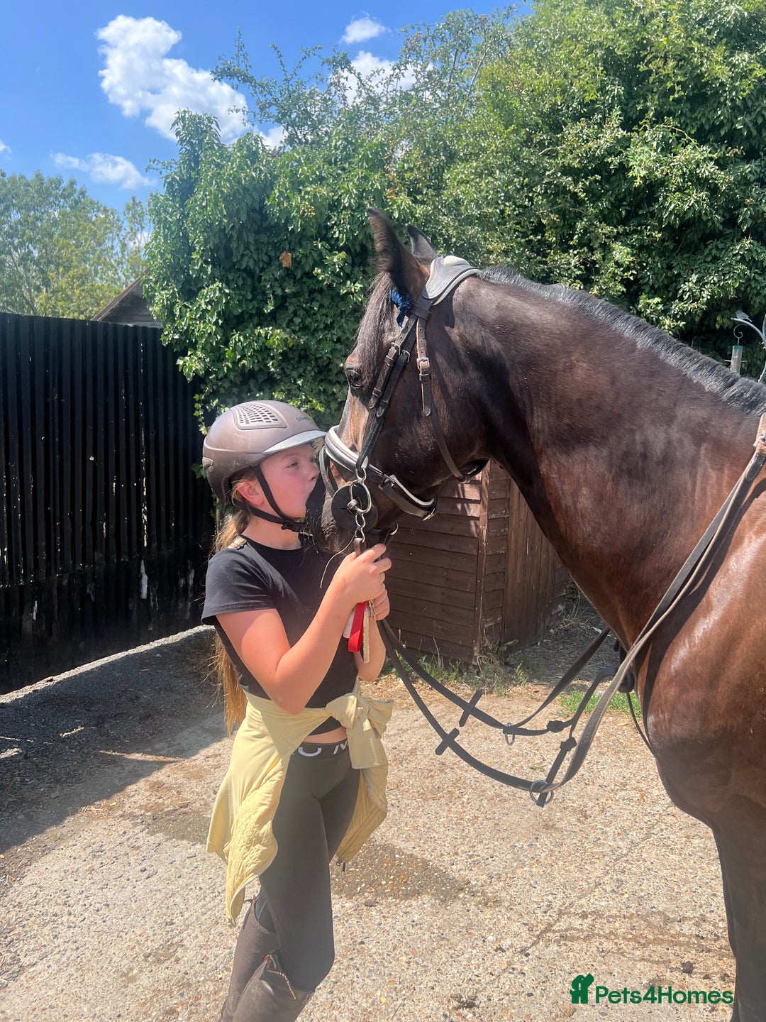 Welsh Section D horses for sale: Welsh section D gelding STAR for sale bay 13.2h - Image 3