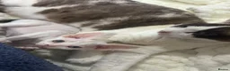 Devon Rex cats for sale: Beautiful Loving Girl Kittens Gorgeous & Cuddly 🌸 - Advert 2