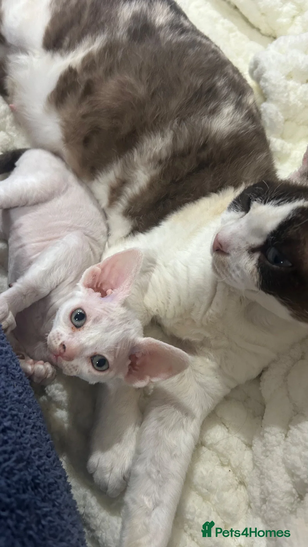 Devon Rex cats for sale: Beautiful Loving Girl Kittens Gorgeous & Cuddly 🌸 - Advert 2