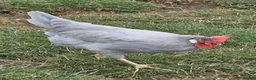 Chickens poultry for sale: POL Olive eggers, Lavender marans other large fowl - Advert 6