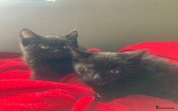 British Shorthair cats for sale: Beautiful kittens looking for new home  - Image 25