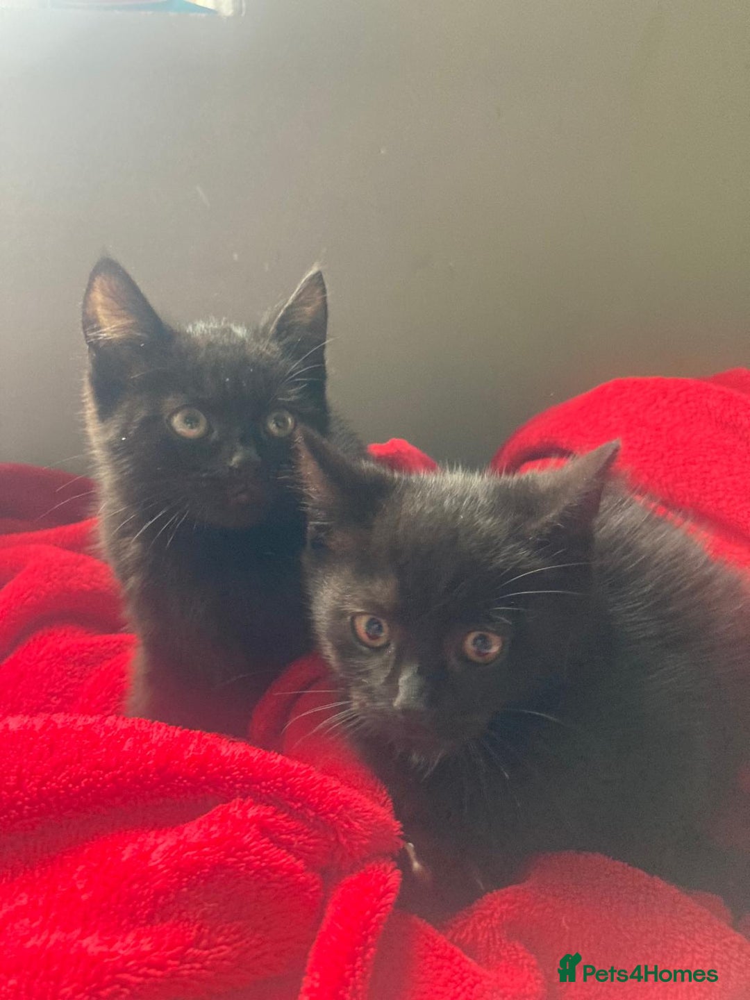 British Shorthair cats for sale: Beautiful kittens looking for new home  - Image 25