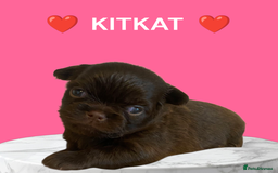 Chihuahua dogs for sale: Unique girl looking for pet only home - Image 2