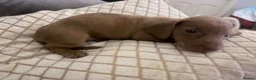 Dachshund dogs for sale: Dachshund puppies  - Advert 7
