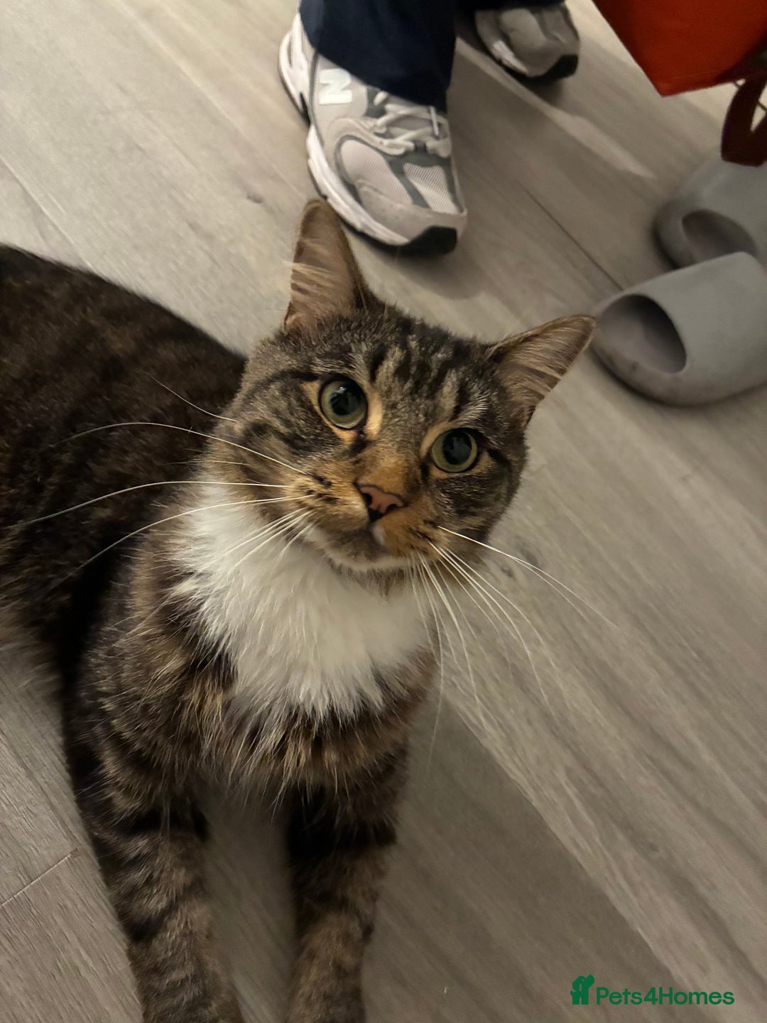 Maine Coon cats for sale: Maine Coon X - Image 2