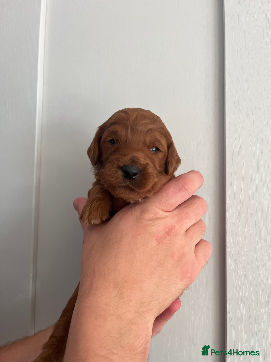 Goldendoodle dogs for sale: Extensively health tested Miniature goldendoodles - Image 12