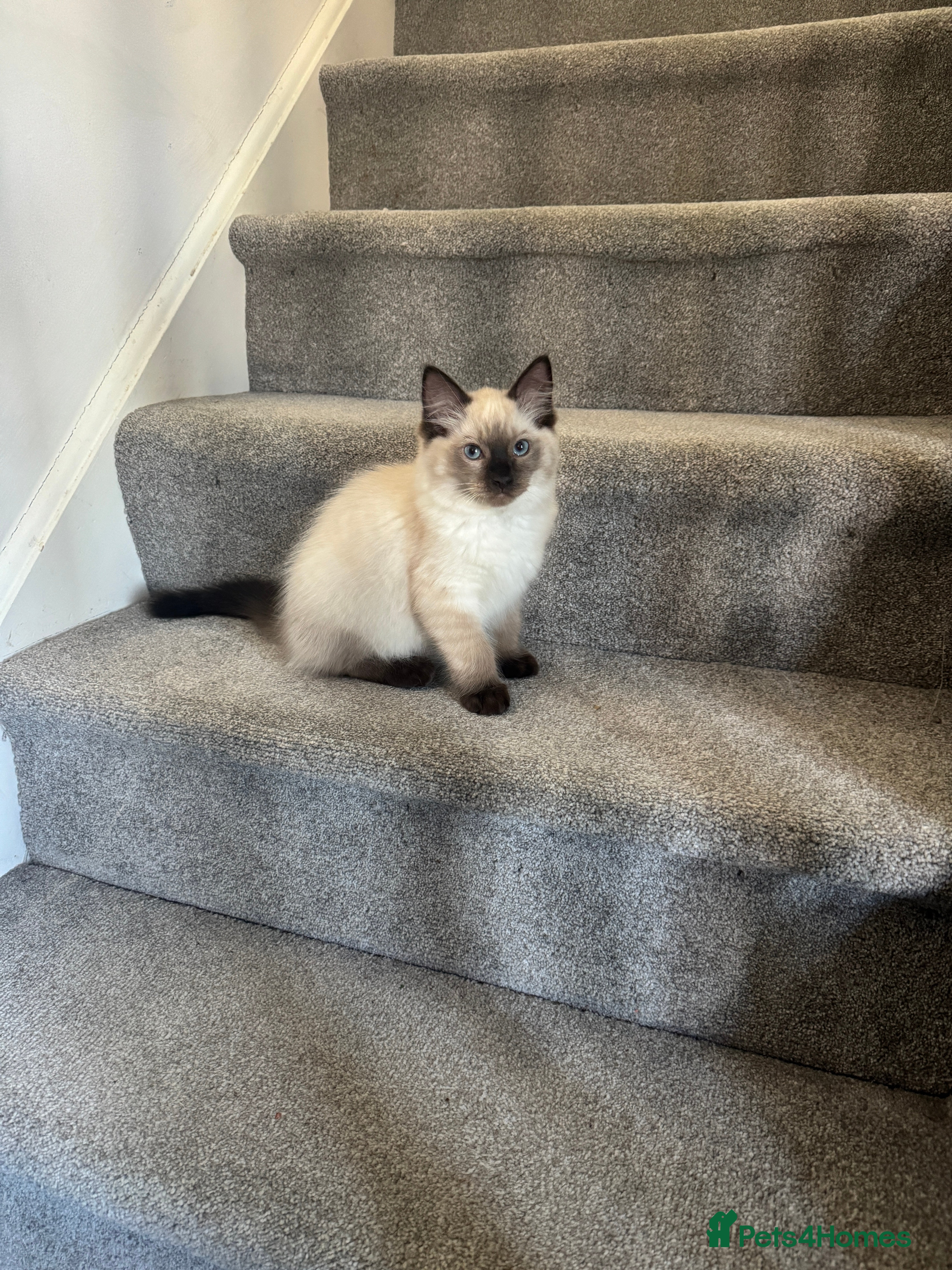 Ragdoll cats Ragdoll - Advert 1