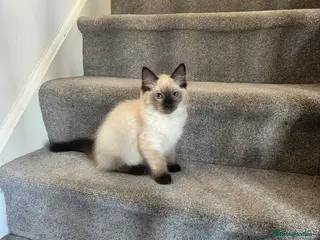 Ragdoll cats Ragdoll - Advert 1