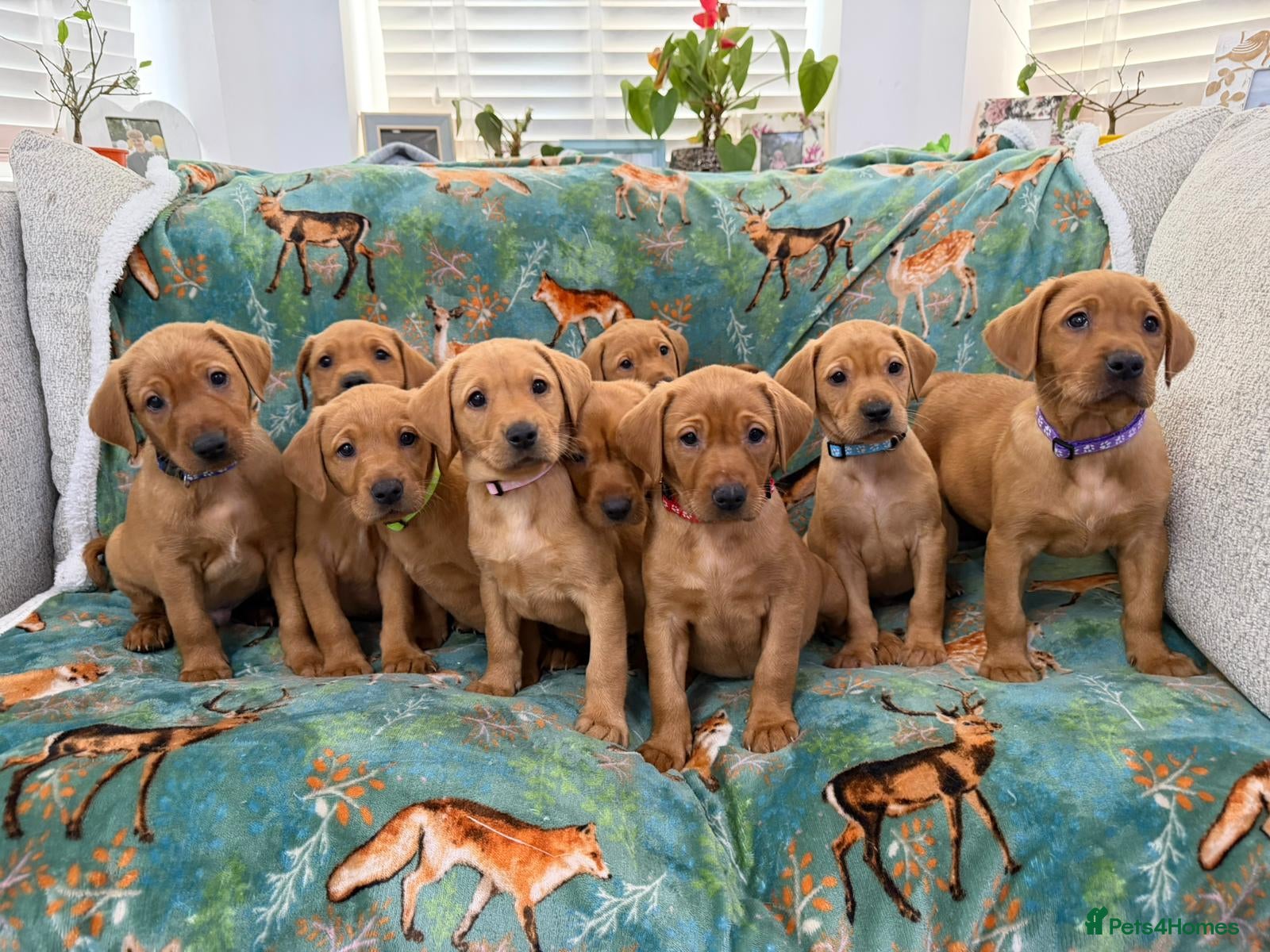 Labrador Retriever dogs Labrador puppies from a loving family home. - Advert 2