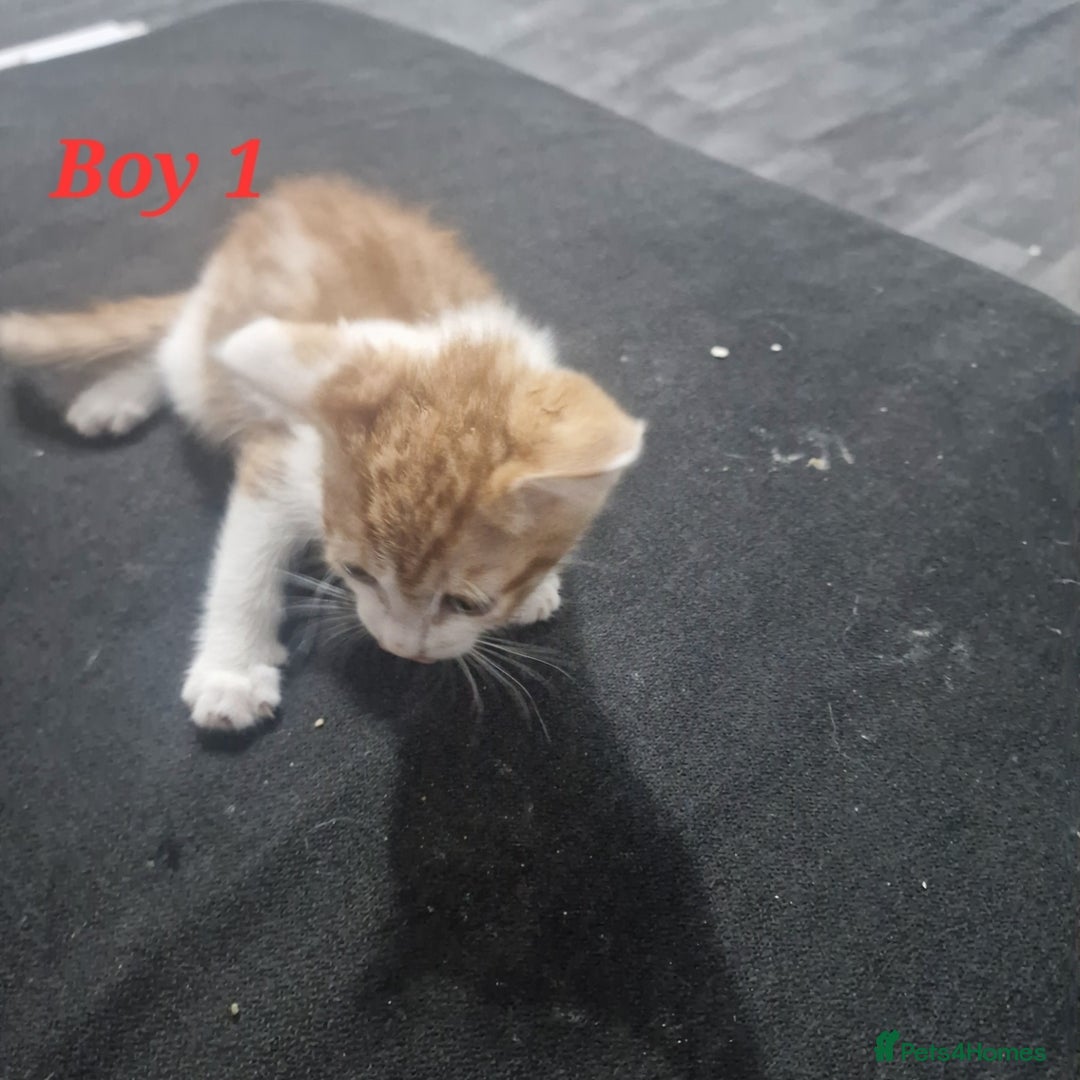 Mixed Breed cats for sale: Beautiful kittens for sale - Image 6