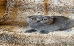Scottish Fold cats for sale: Scottish fold kittens for sale - Image 12