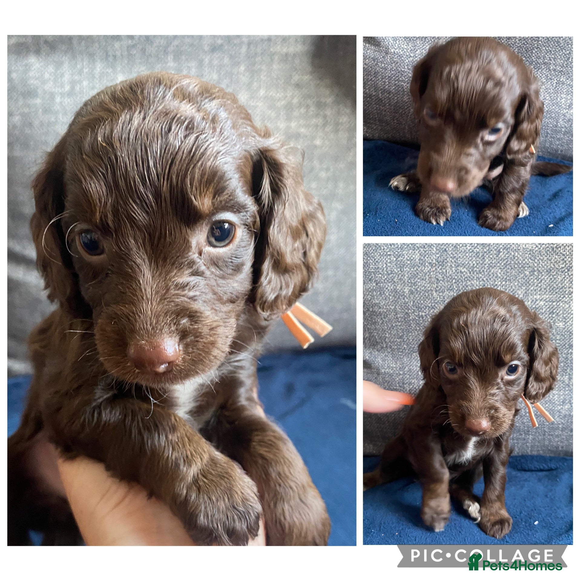Cockapoo dogs Cockapoos for sale  - Advert 1