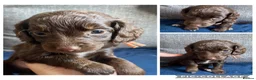 Cockapoo dogs for sale: Cockapoos for sale  - Advert 1