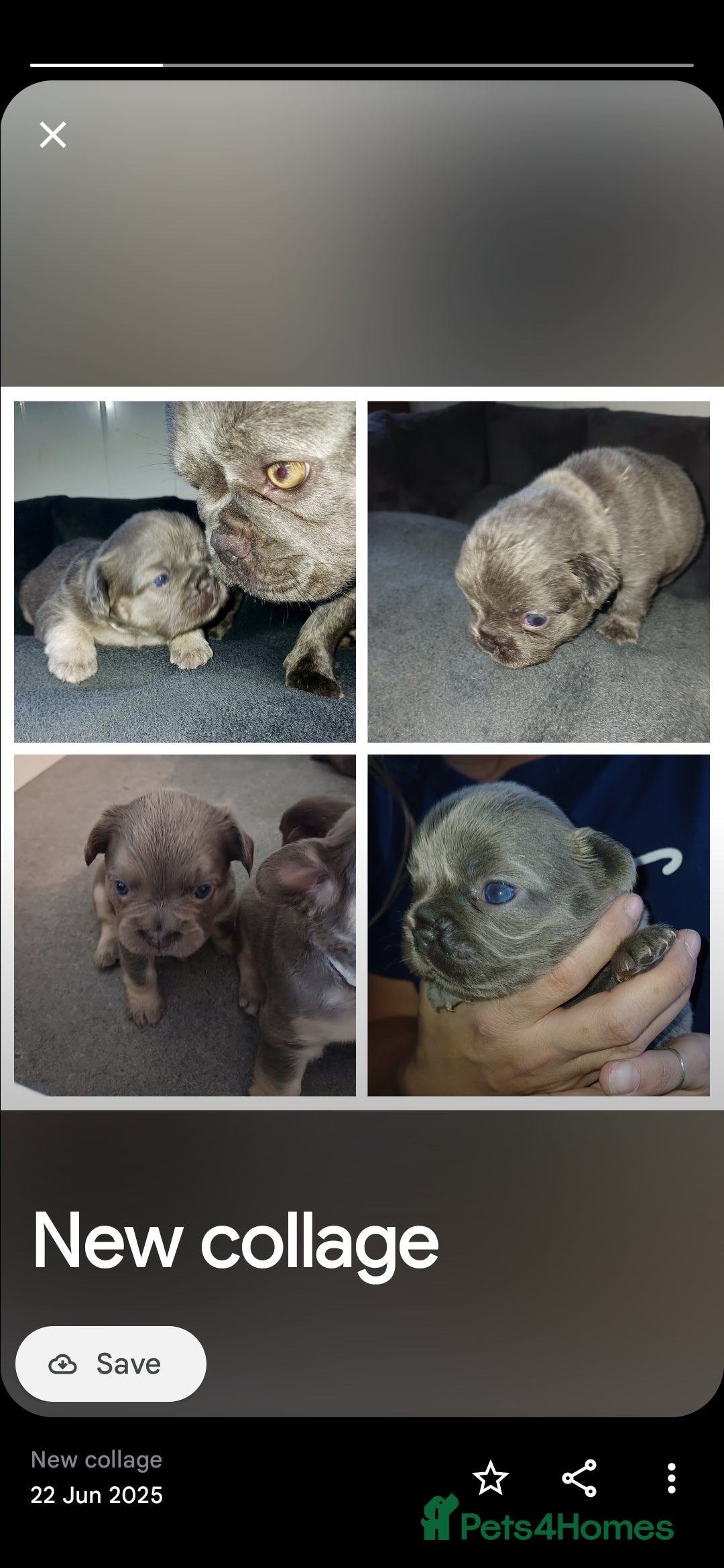 French Bulldog dogs for sale: Fluffy French bulldogs - Image 19