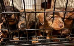 Mixed Breed dogs for sale: Beautiful Dorkie pups - Advert 3