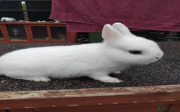 Netherland Dwarf rabbits for sale: Netherland Dwarf males  - Image 2