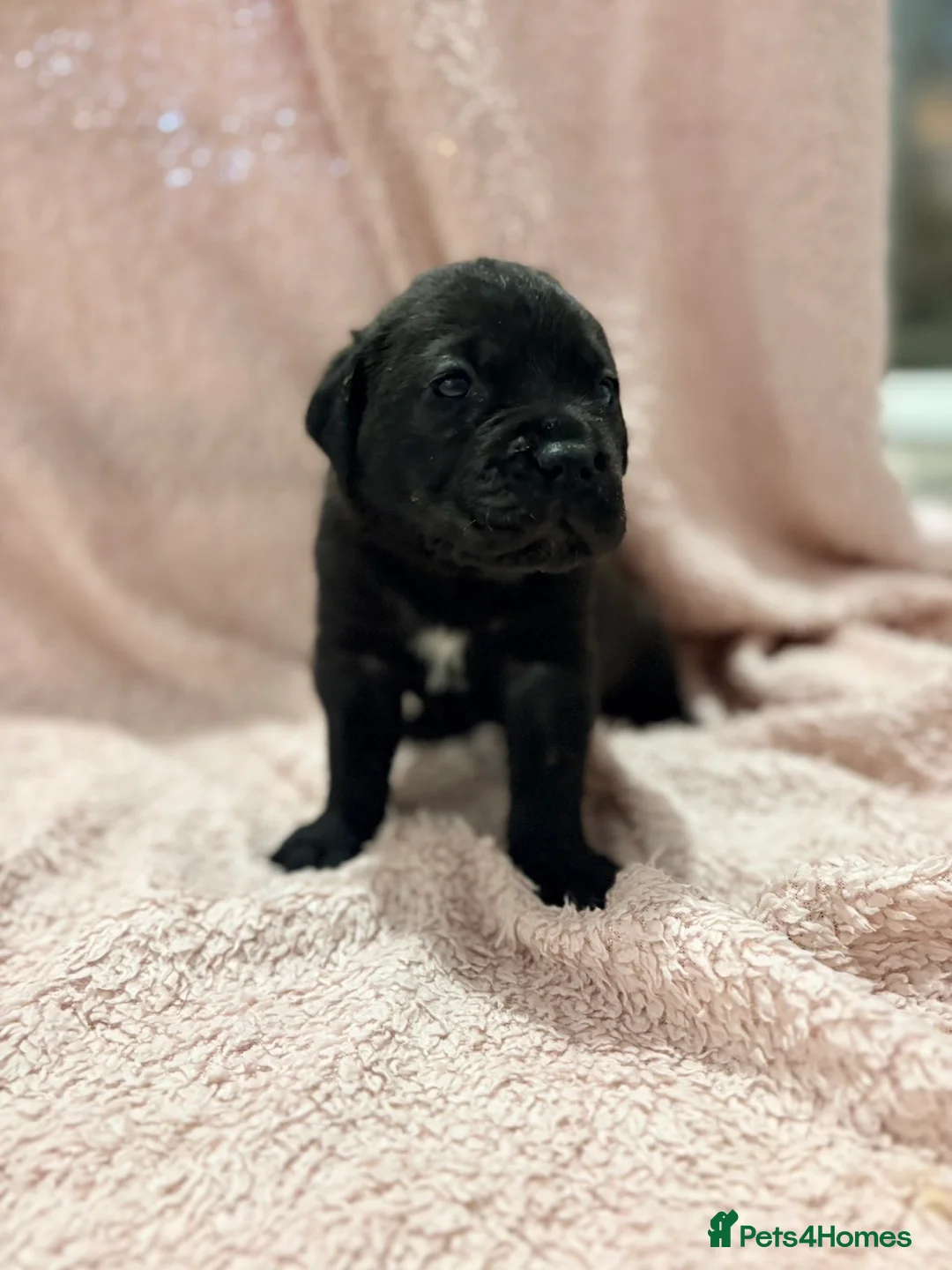 Cane Corso dogs for sale: 🏆 CHAMPION CANE CORSO PUPS 🏆/KC REGISTERED MERLE - Advert 24