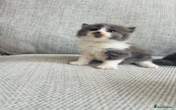 British Shorthair cats for sale: Beautiful British short hair kittens  - Image 9