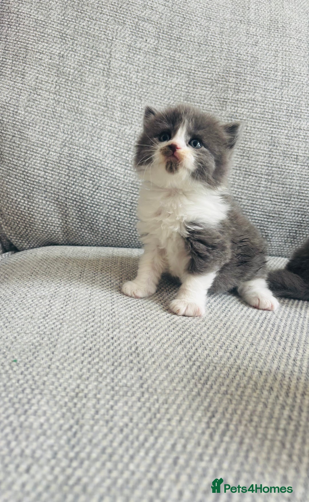 British Shorthair cats for sale: Beautiful British short hair kittens  - Image 9