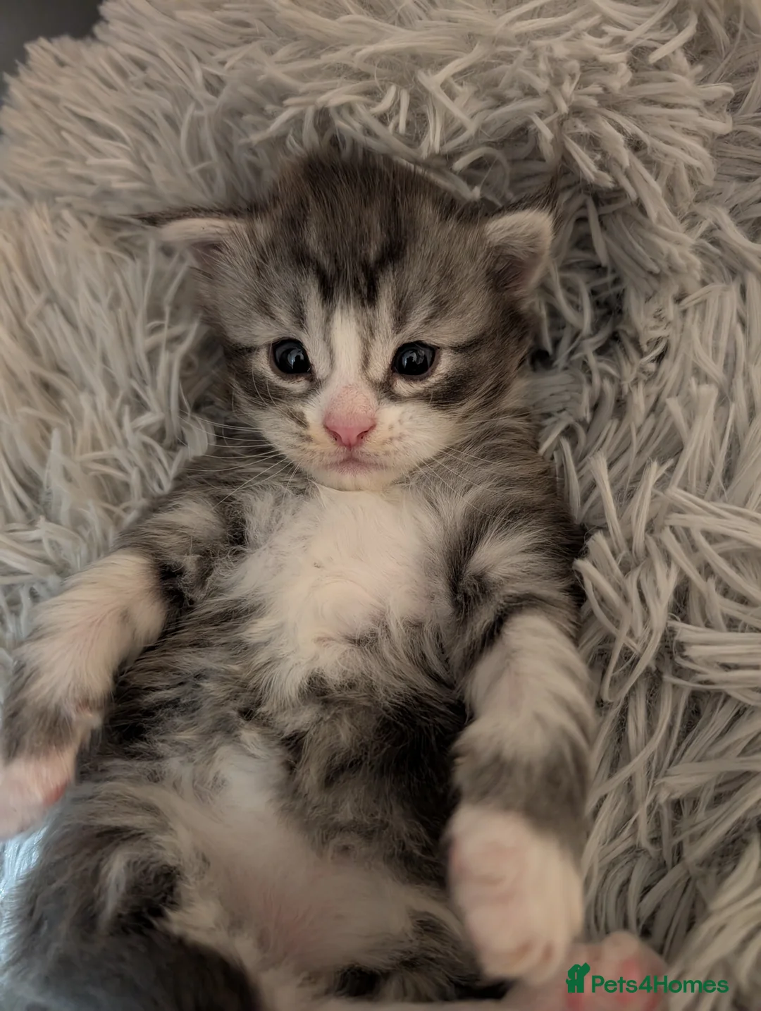 Maine Coon cats for stud: Dual registered Champion winner Maine coon stud in Manningtree - Advert 23