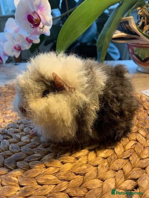 Guinea Pig rodents BEAUTIFUL BABY TEXELS - Advert 2
