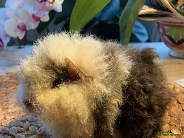 Guinea Pig rodents for sale: BEAUTIFUL BABY TEXELS - Advert 2