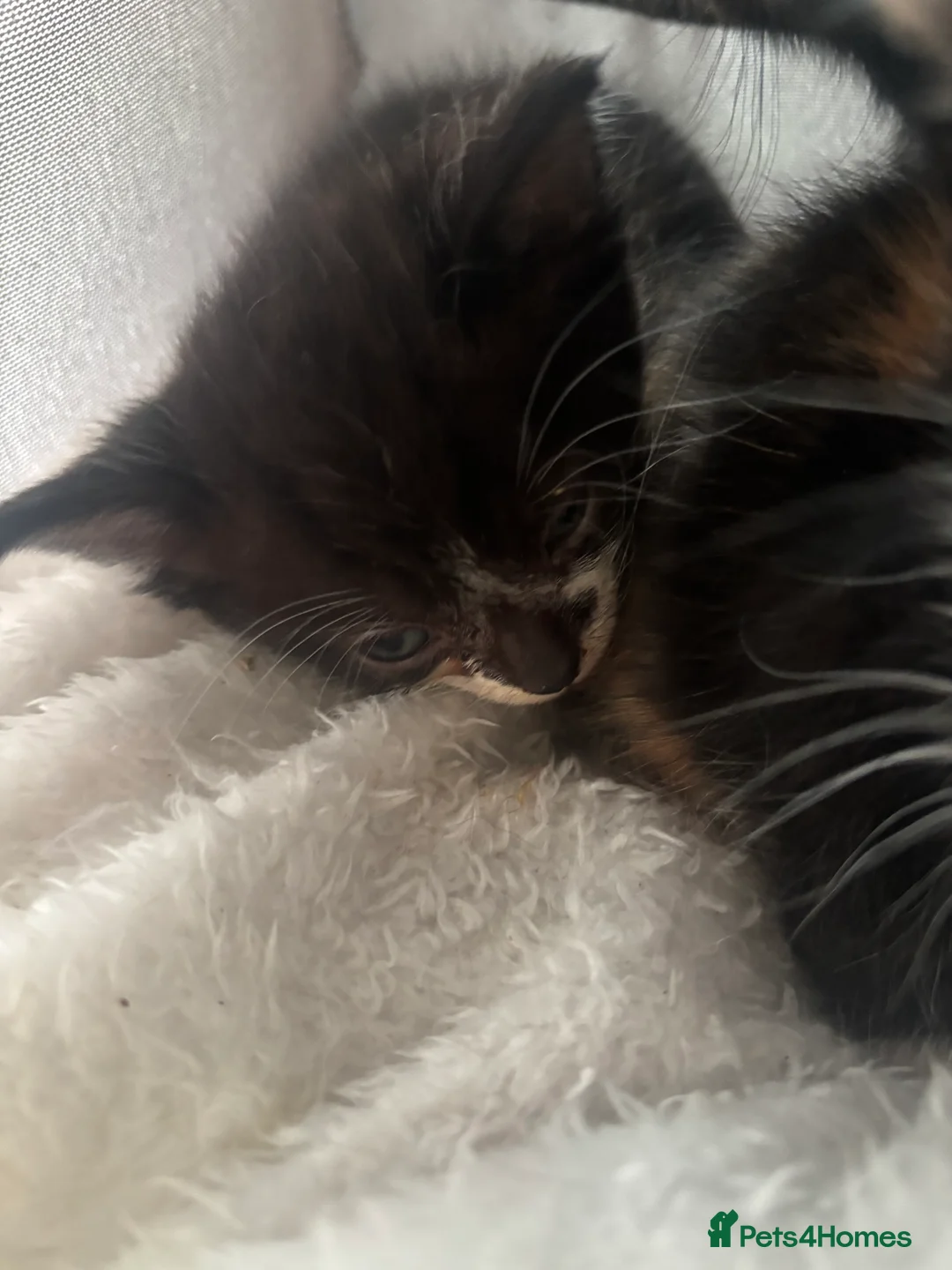 Mixed Breed cats for sale: Three little ones left to go.. in Barnsley - Advert 8