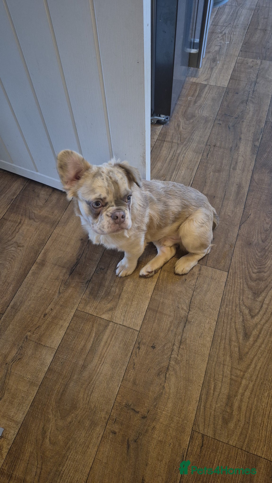 French Bulldog dogs Fluffy French bulldog - Advert 2