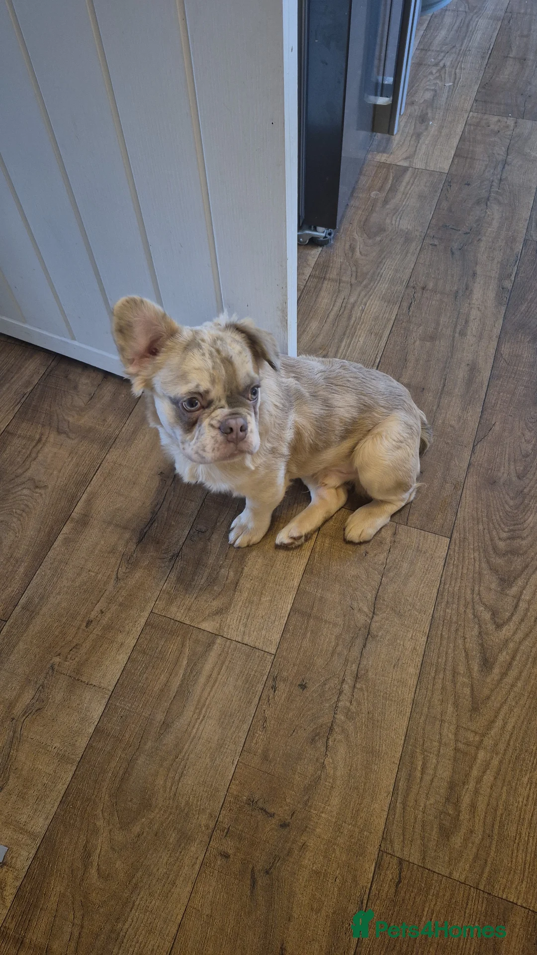 French Bulldog dogs for sale: Fluffy French bulldog in Rotherham - Advert 1